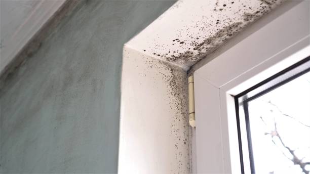 Best Attic Mold Removal  in Kirkl, IN