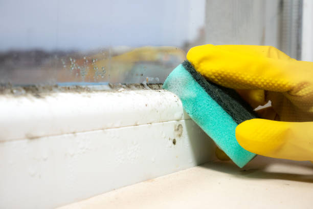 Best Black Mold Removal  in Kirkl, IN