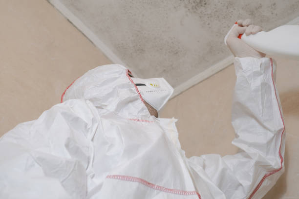 Best Mold Damage Repair  in Kirkl, IN