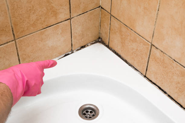 Certified Mold Removal in Kirklin, IN